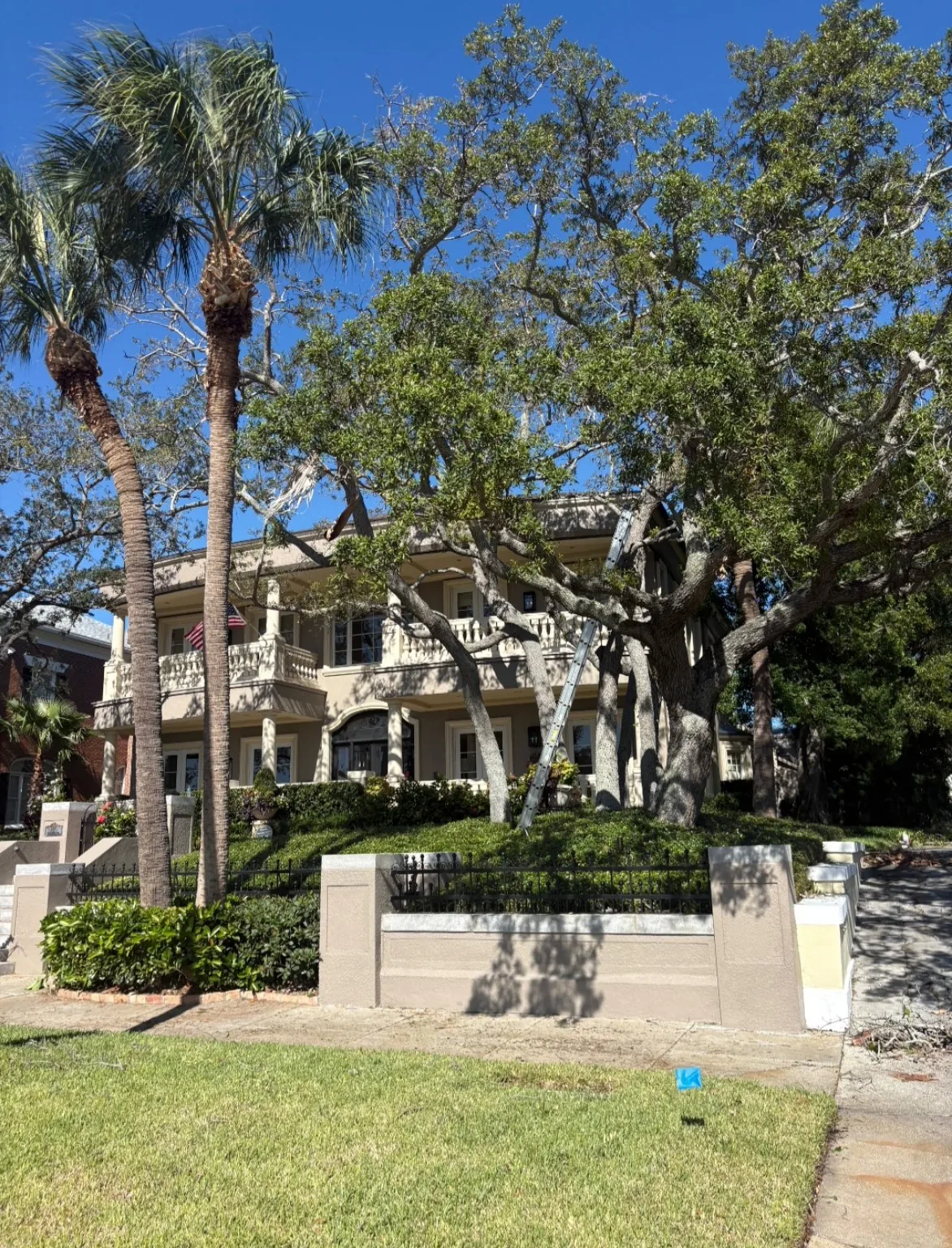 Mature oak canopy at the Historic Hyde Park property