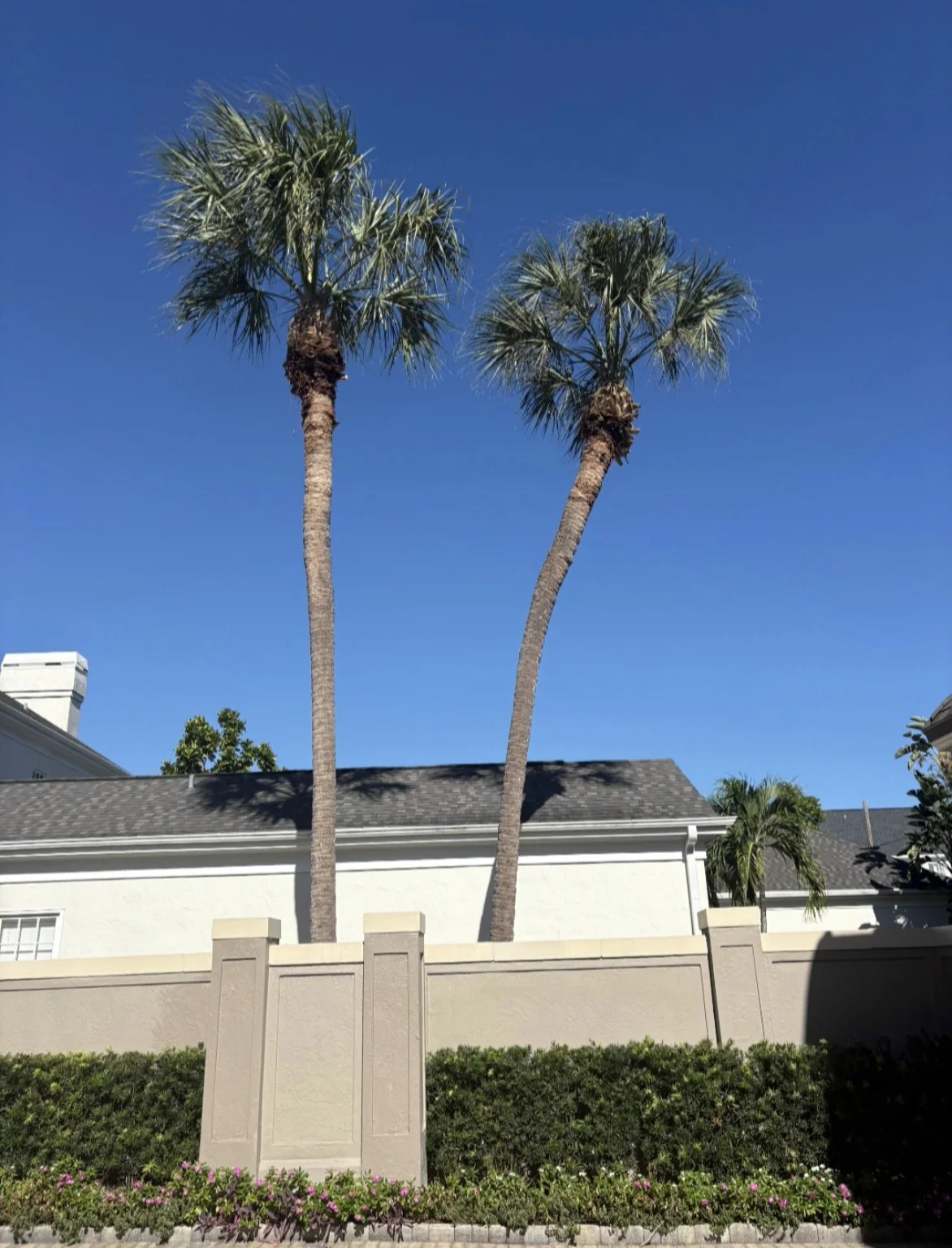 After palm trimming: two palms with neatly trimmed crowns and a clear view of the house