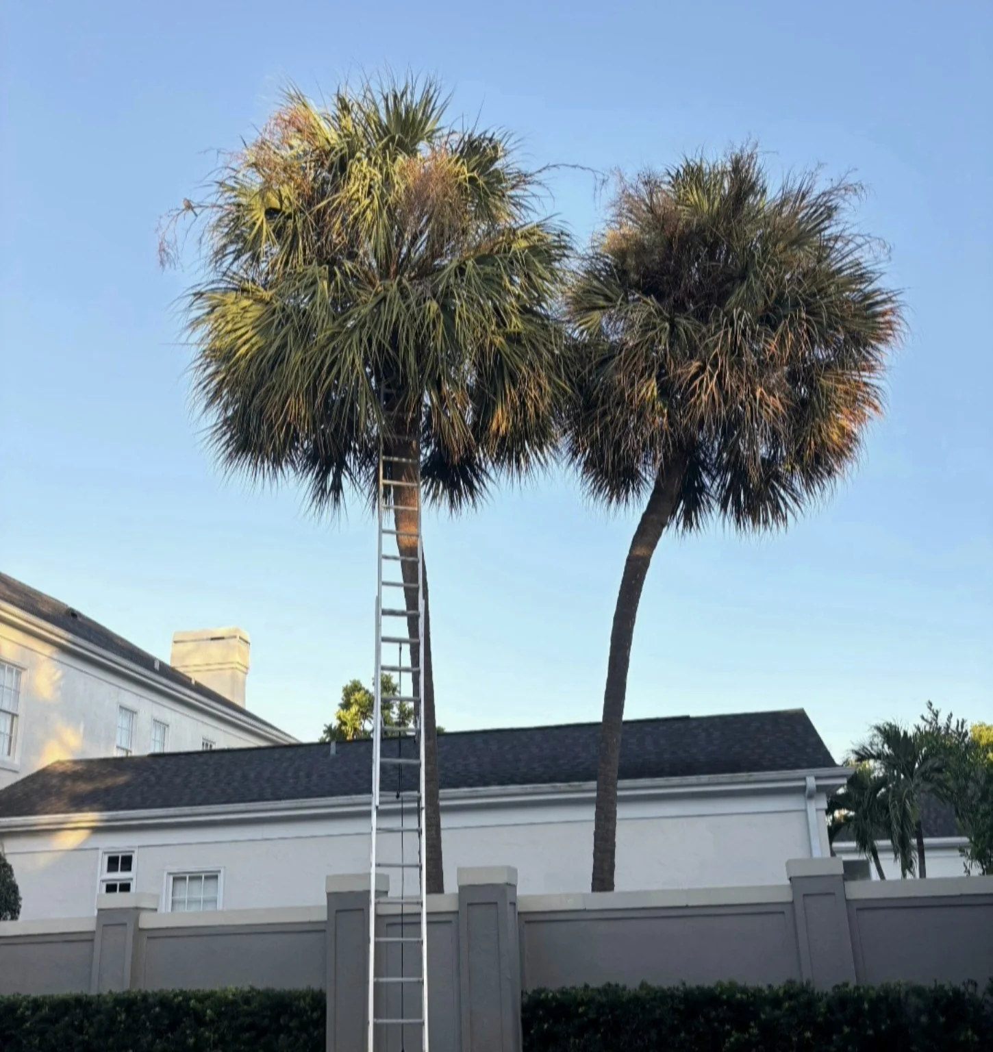 Before palm trimming: two palms with fuller crowns and a ladder against the left palm