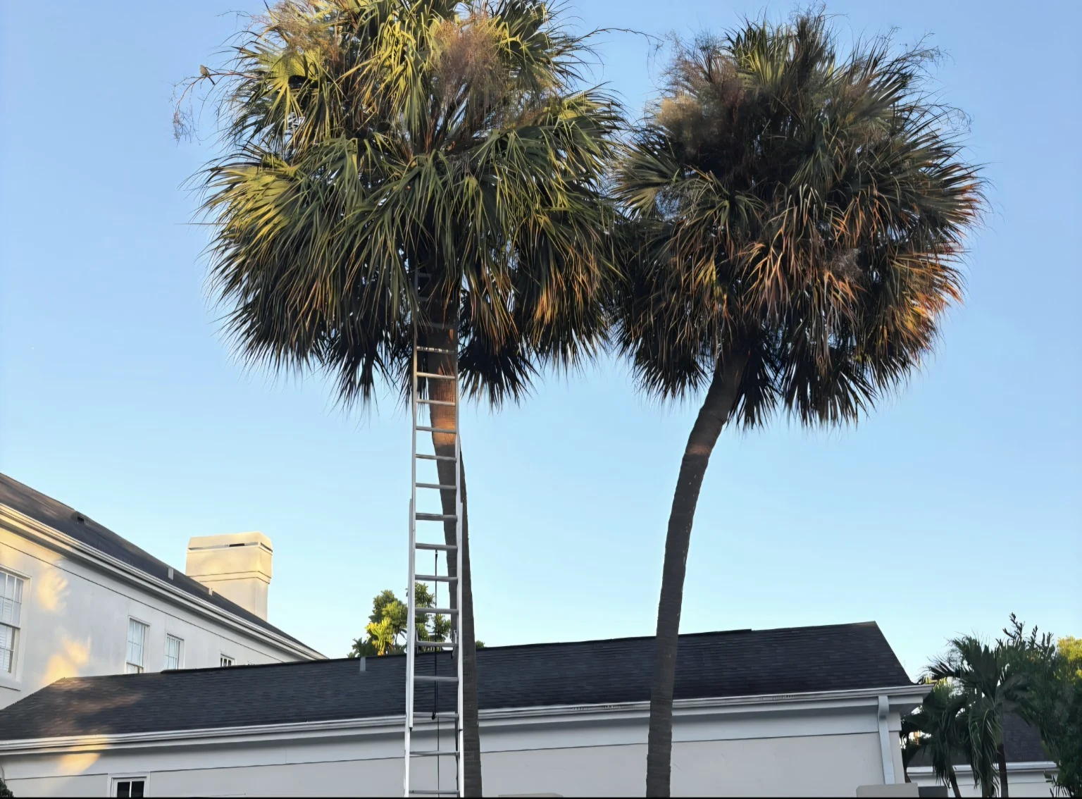 Two palms beside the roofline of the Bayshore Boulevard estate, with a ladder visible during tree care